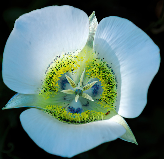 Flower with white petals and yellow and green center