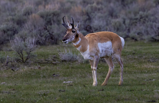 Posing Pronghorn