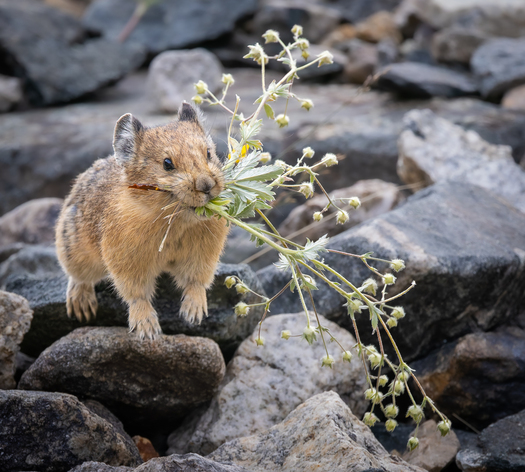 Pika with a mouthful of vegitation