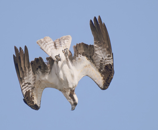 Diving Osprey
