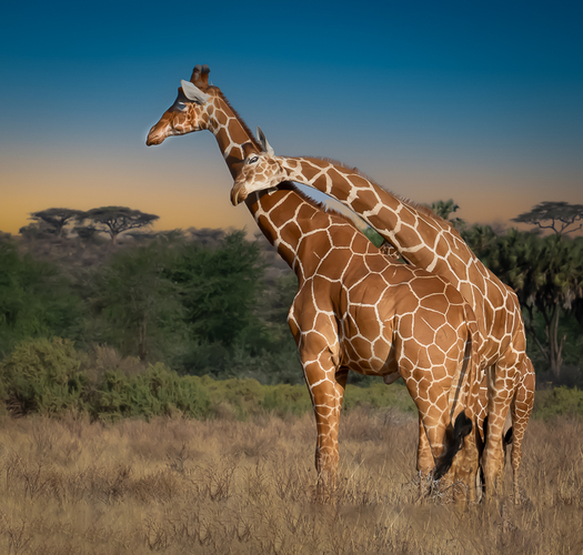 Two giraffes rubbing necks