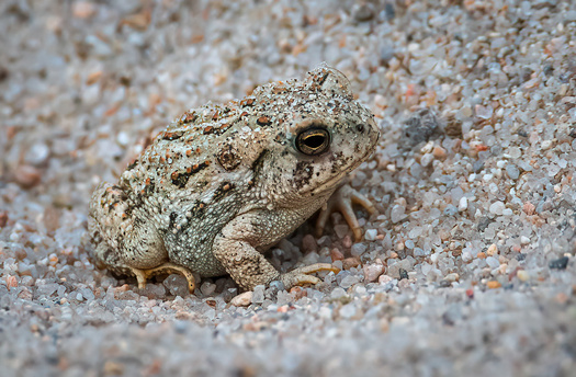 Toad in fine gravel