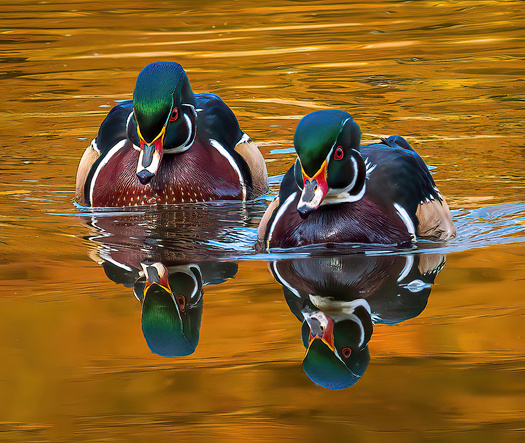 Two male woodducks