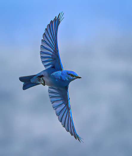 A Bluebird flying in front of blue sky