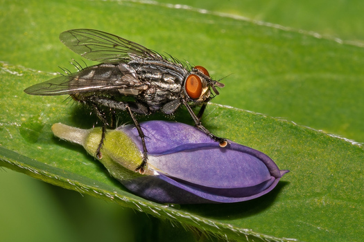 Fly on a detached bud