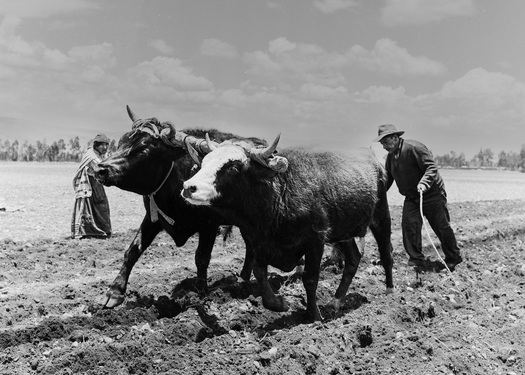 Man plowing with oxen