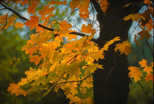 Orange leaves on a tree