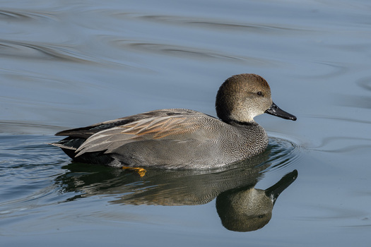Male Gadwall in water