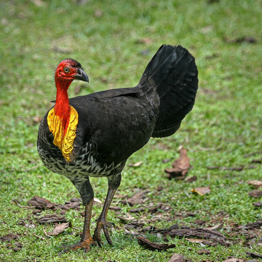 Black turkey with a red head and neck and a yellow breast