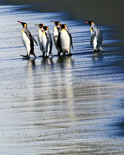 Penguins on ice