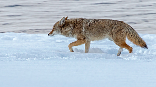 Coyote walking through snow.