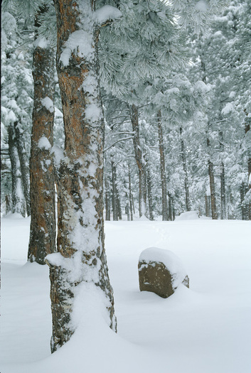Snow-covered trees in a forest