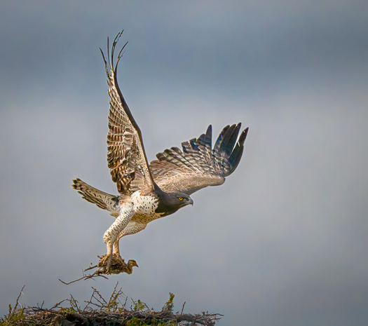 Large eagle carrying a small bird that it likely plucked from a nest