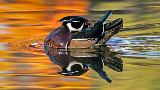 Wood duck preening an water with reflected fall foliage