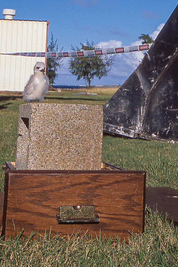 Bird perched on a cement block in an old draw on the ground