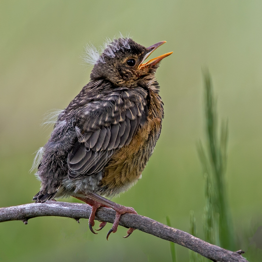 Baby robin calling