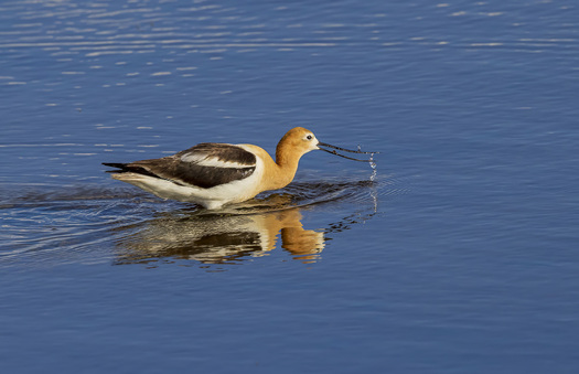 Americam avocet catching something to eat