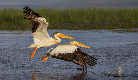 Two pelicans taking off