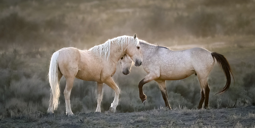 Two horses touching heads