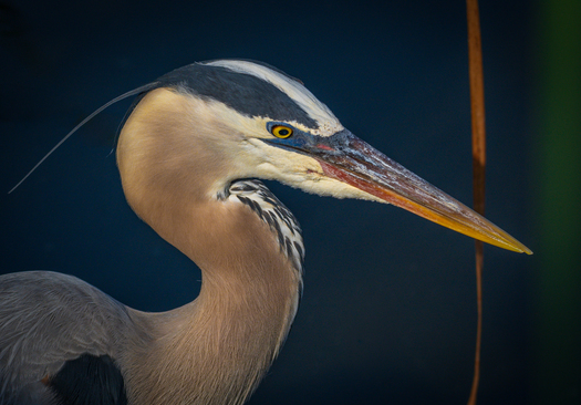 Great Blue Heron