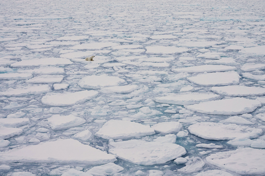 Polar Bear on ice surrounded by more ice