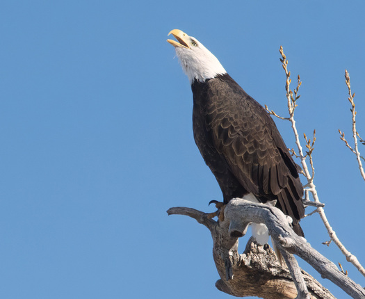 Bald Eagle perched on a dead branch and calling