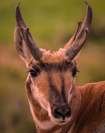 Pronghorn face