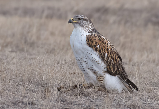 Hawk standing on its prey