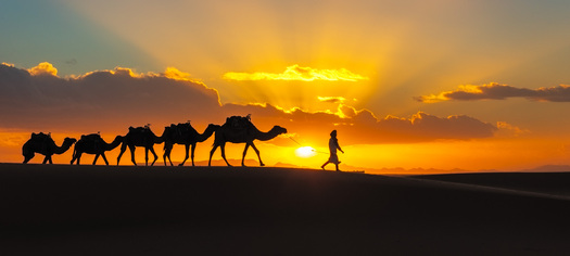 Sunset silhouette of a person leading six camels