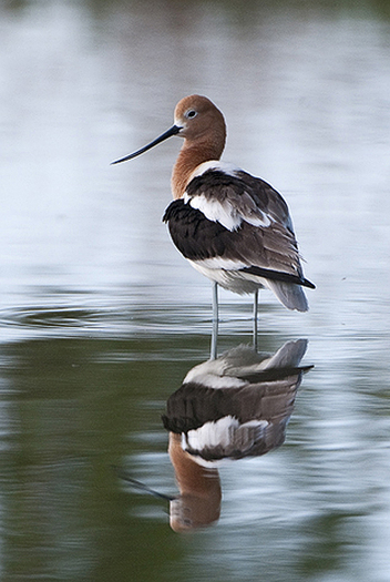 American avocet and its reflection