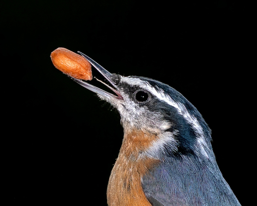 Red-breasted Nuthatch with a peanut