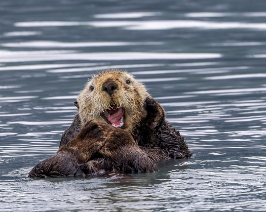 Sea otter