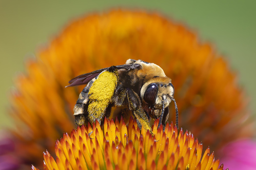 Bee on a composit flower.