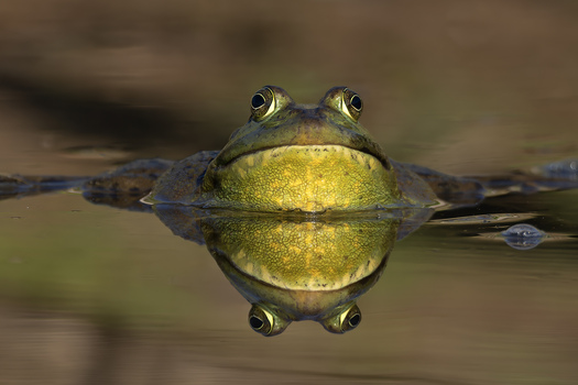 Frog and its reflection