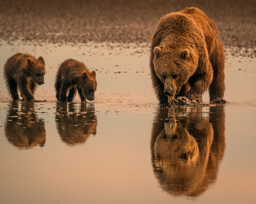 Bear and two cubs standing in water and their reflections