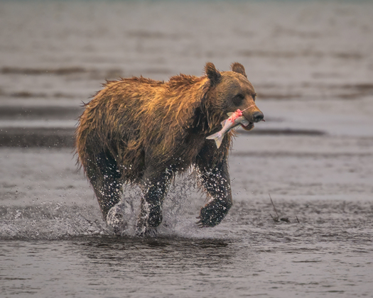 Bear running with a fish in its mouth