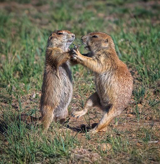 Two prairie dogs standing on their hind legs and touching front paws