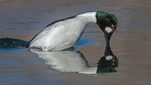 Diving duck and its reflection