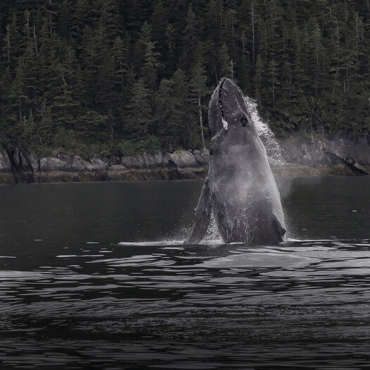 Whale jumping out of water