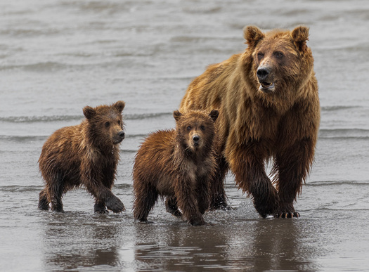 Adult bear and two cubs wading in shallow water