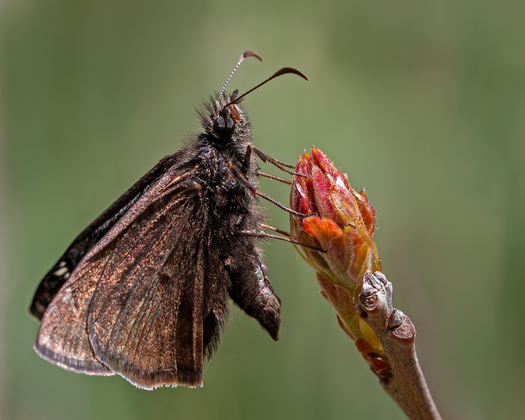 Black Butterfly on a red bud.