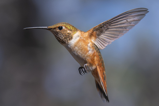Homming bird in flight