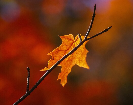 Maple leaf clinging to a twig