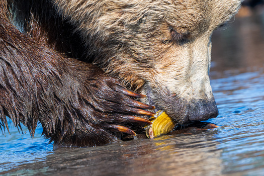 Closeup of a bear eating a clam