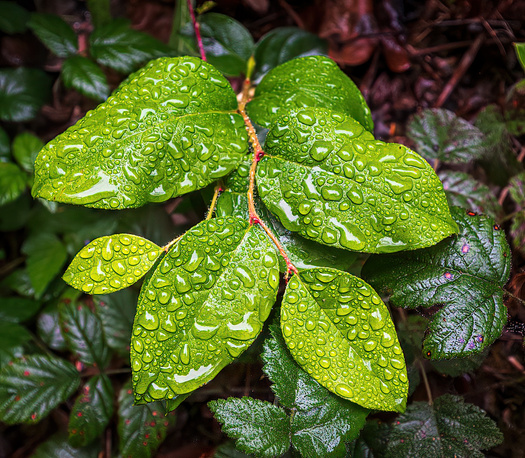 A clump oof green leaves