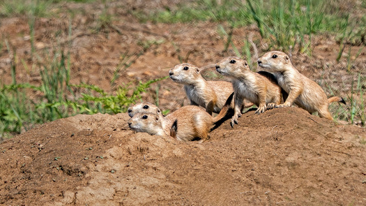 Five prairie dogs on top of their burrow looking in the same direction
