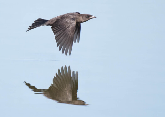 Flying grackle and its reflection