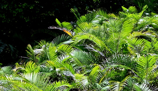 Plant with feathery mostly green leaves.