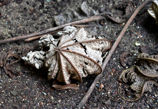 Dead leaf on the ground